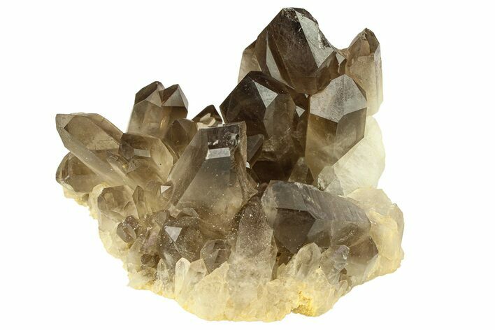 Dark Smoky Quartz Crystal Cluster - Brazil #302133